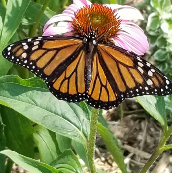 Meet your posher 🇨🇦Kim🇨🇦 - Picture 6 of 9